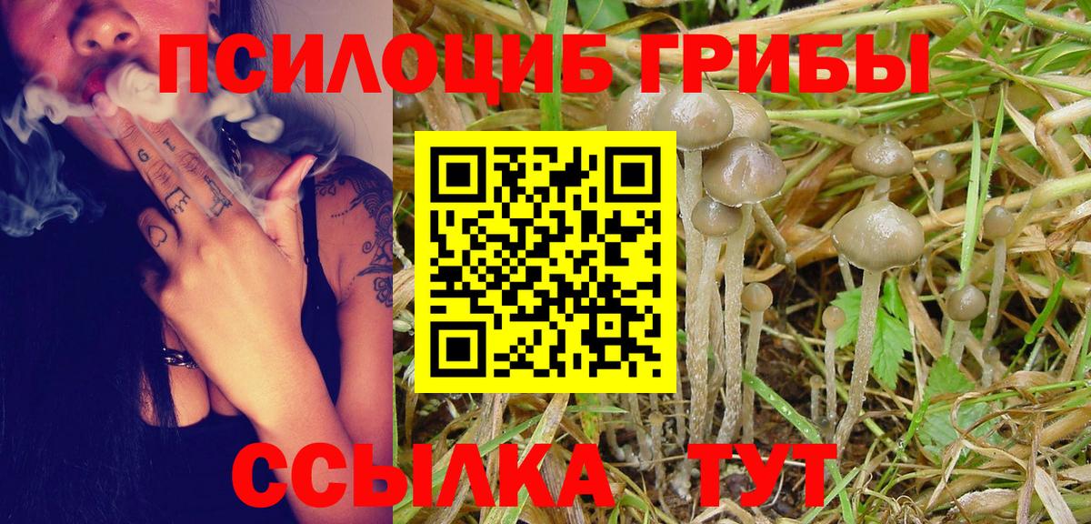 Галлюциногенные грибы Psilocybine cubensis Всеволожск